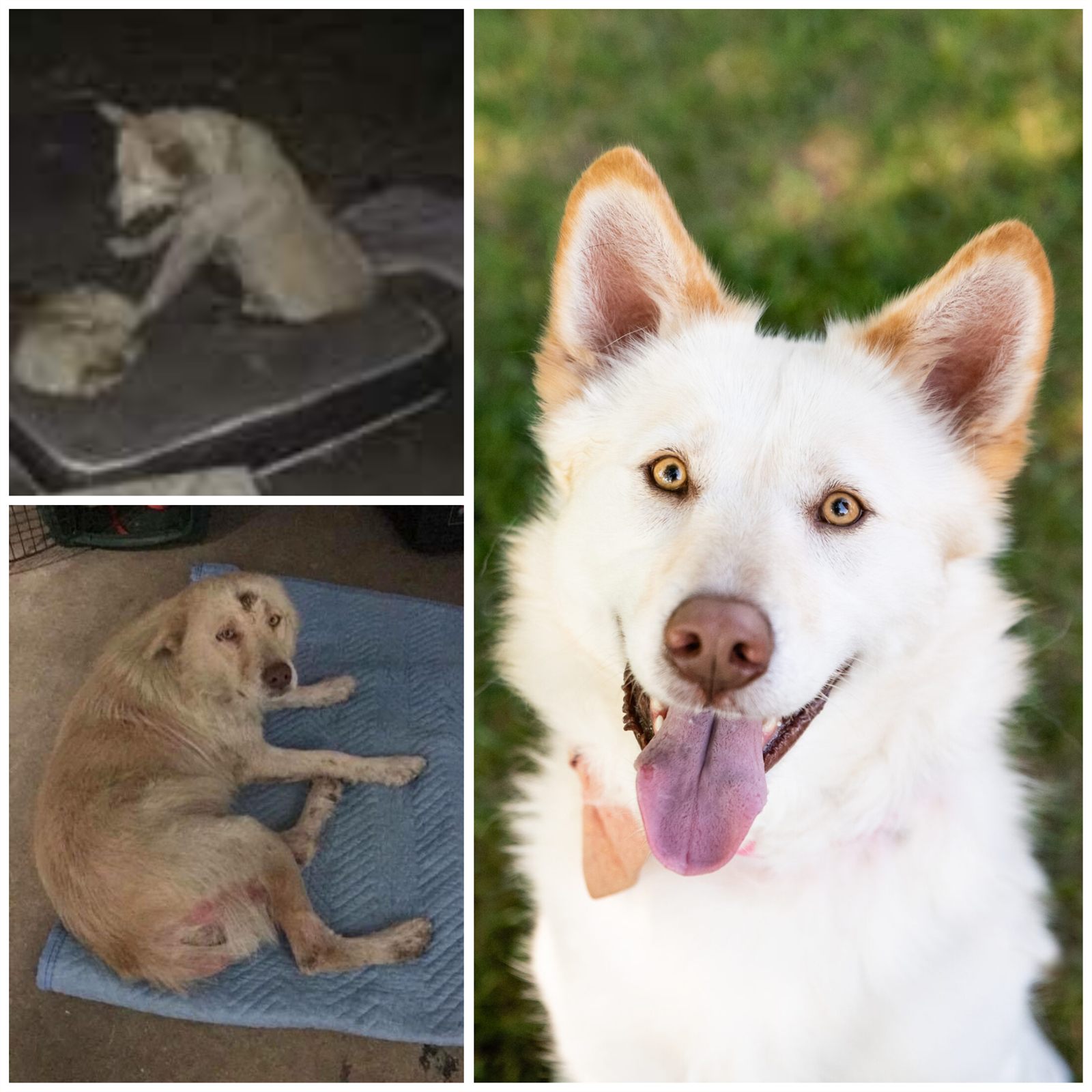 Shasta — the dog whose rescue began Rescue Network