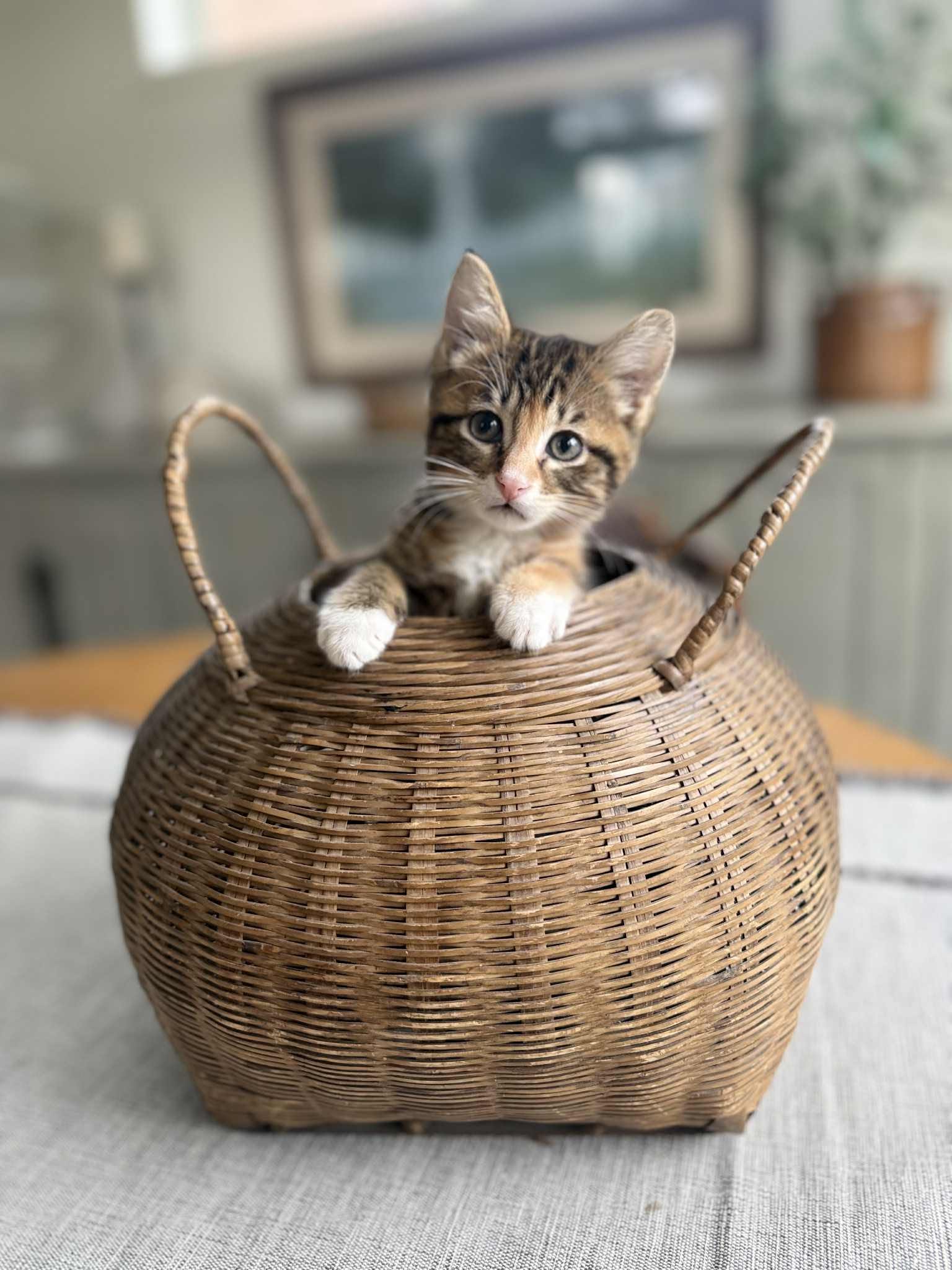 A rescued cat waiting for a forever home